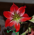 Hippeastrum 07 Řecko_b_resize.jpg