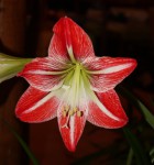 Hippeastrum 11 Řecko_b_resize.jpg