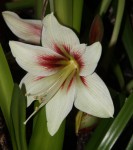 Hippeastrum Rembrandt van Rijn_c_resize.jpg