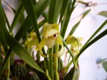 Maxillaria chrysantha.jpg