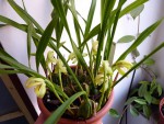 Maxillaria chrysantha 01.jpg