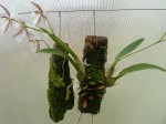 Lemboglossum ehrenbergii, rossii.JPG