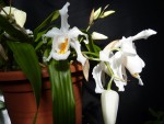 Coelogyne cristata.JPG