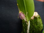 Restrepia muscifera.JPG