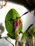 Restrepia aristulifera.jpg