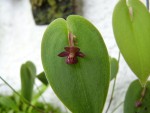 Pleurothallis sphaerantha.JPG