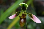 2531_Paphiopedilum cerveranumUPR.jpg