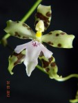 Oncidium trilobum1.jpg