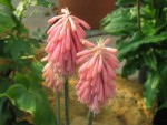 Veltheimia bracteata 2.jpg