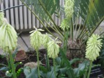 Veltheimia bracteata 3.jpg