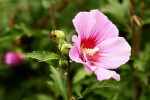 Hibiscus syriacus.jpg