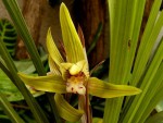 Cymbidium goeringii var. goeringii.jpg