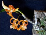 Dendrobium unicum 2.jpg