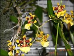 Oncidium sphacelatum.jpg