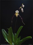 web.paph.philip.jpg