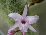 Laelia rubescens .JPG