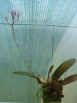 Laelia rubescens  - rostlina 2.JPG