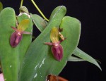 Pleurothallis ascera.jpg