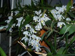 orchideje 831.jpg