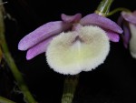 Dendrobium primulinum 2.jpg