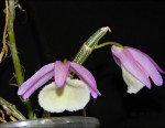 Dendrobium primulinum.jpg