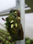 Pleurothallis grobyi - květ .JPG