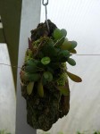 Pleurothallis grobyi - rostlina.JPG