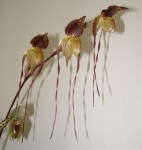 P. philippinense x adductum.jpg