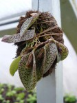 Pleurothallis dodsonii - rostlina.JPG