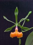 epidendrum pseudoepidendrum.jpg