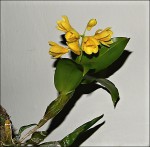 Dendrobium sulcatum 3.jpg