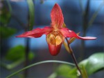 web.phragmipedium living  fire.jpg