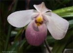 web.paphiopedilum delenati.jpg