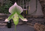 paph1.jpg