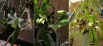 D.scabrilingue1.JPG