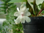 Dendrobium abberans.JPG