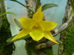 Dendrobium trigonopus.JPG