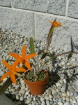 Laelia harpophylla - rostlina.JPG