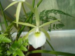 Brassavola tuberculata1.JPG