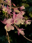 Dendrobium pierardii.jpg