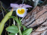 Dendrobium loddigesi.jpg