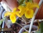 Dendrobium harveyanum.jpg