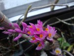 Dendrobium secundum.jpg