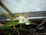 Epidendrum parkinsonianum.jpg