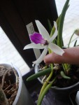 Leptotes bicolor.jpg
