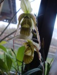 Phragmipedium pearcei.jpg