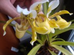 Paphiopedilum exul.jpg