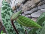 paph..jpg