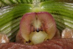 11-07-01_221507 Paphiopedilum.jpg