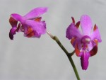 Doritis pulcherrima v. chumporensis.JPG